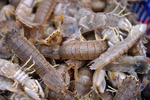 91皮皮虾,揭秘短视频平台的魅力与挑战